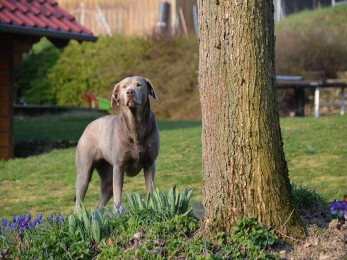 Ferienhof Pfeiffer Buchen  Luaran gambar